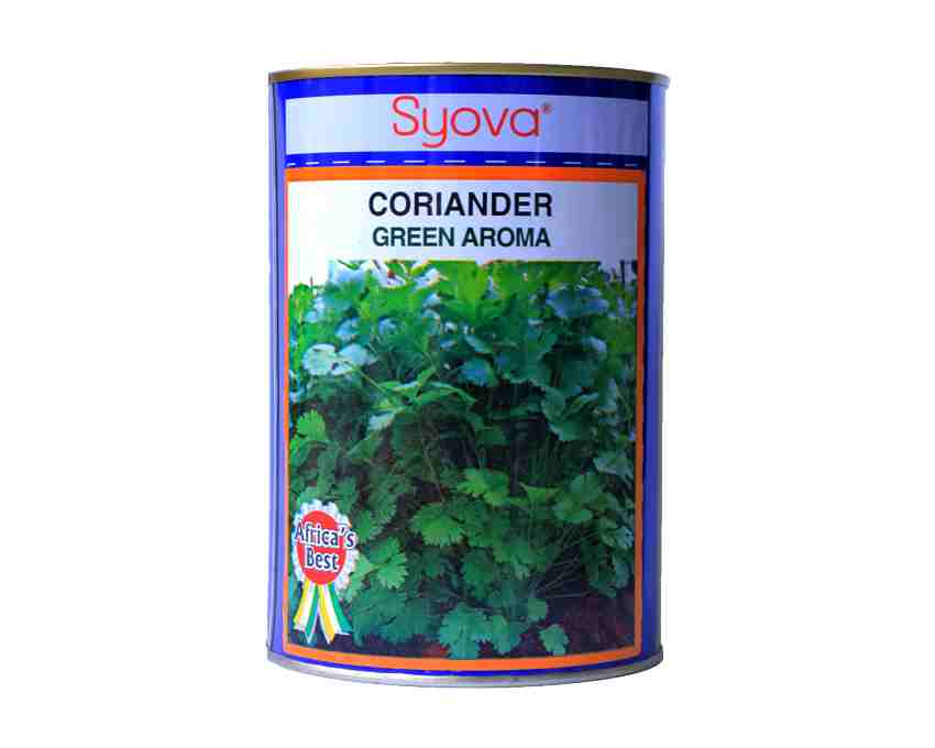 Green Aroma - Coriander (Dhania) variety with vigorous and fast-growing plants 